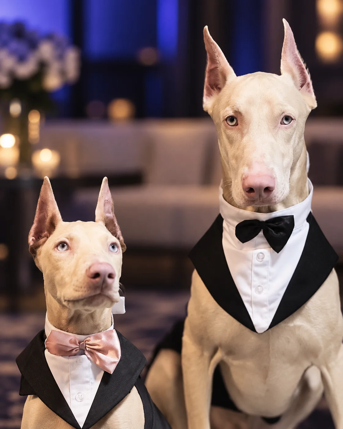 Two light Dobermans wearing formal collars